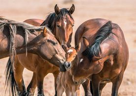 Amazing capture of family love as Mom, sis and auntie all nuzzle the new filly. Photo by CJ Nelson