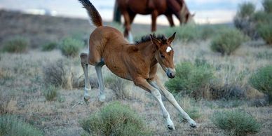 Joan of Arc, a lively filly is feeling frisky on the Fish Springs Range.