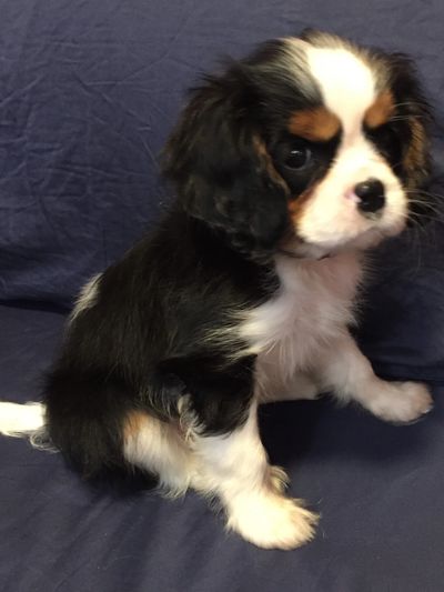 a black and white puppy sitting on top of a bed
