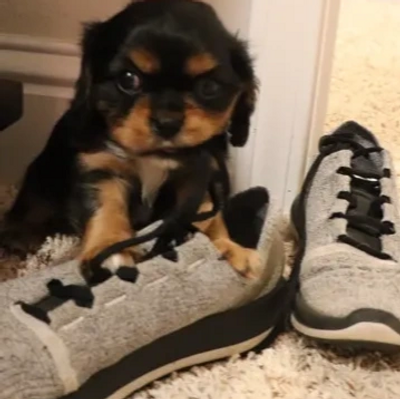 Cavalier King Charles Spaniel Breed