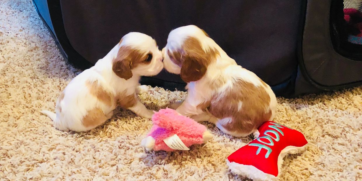 two puppies playing with a toy on the floor