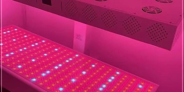 Infrared therapy bed, Exeter