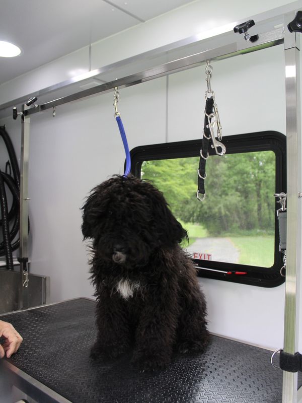 Marty before his first puppy groom