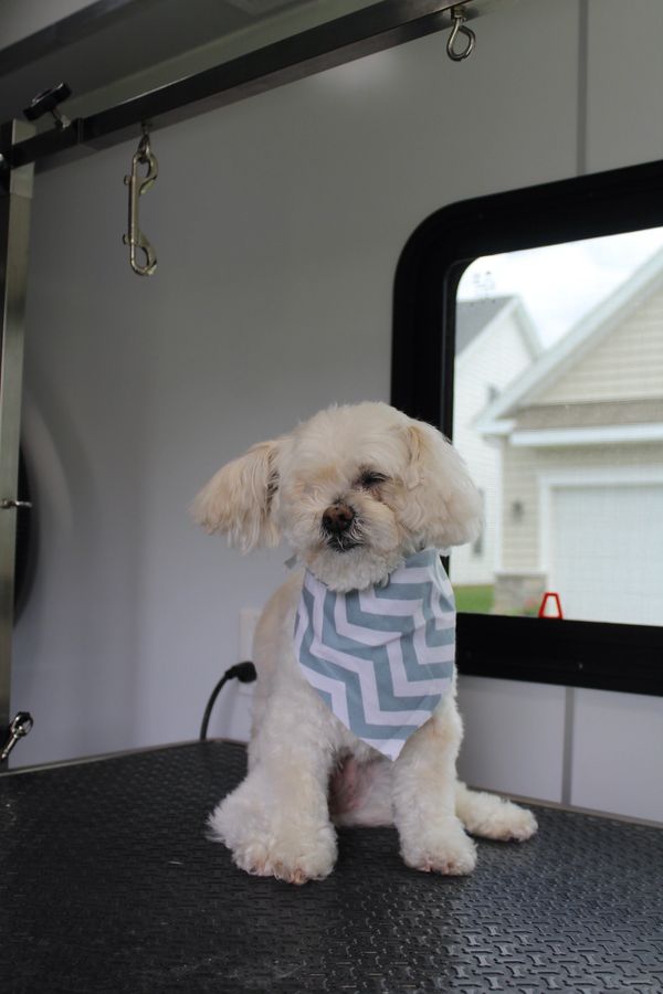 Biscuit after her grooming appointment