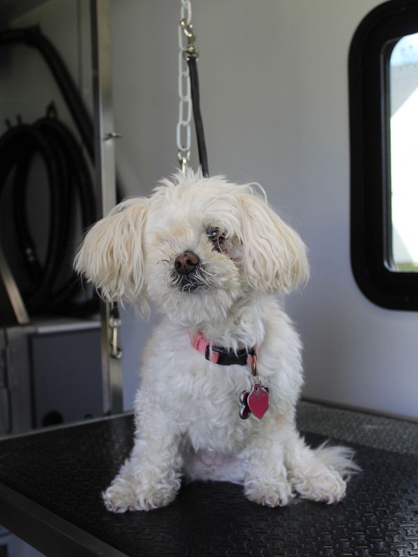 Biscuit before her grooming appointment