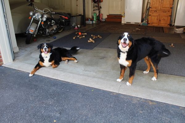 Gracie and Sophie after their grooming appointment