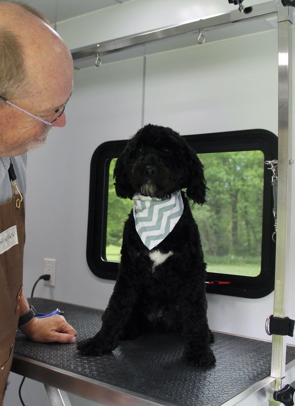 Marty after his first puppy groom!