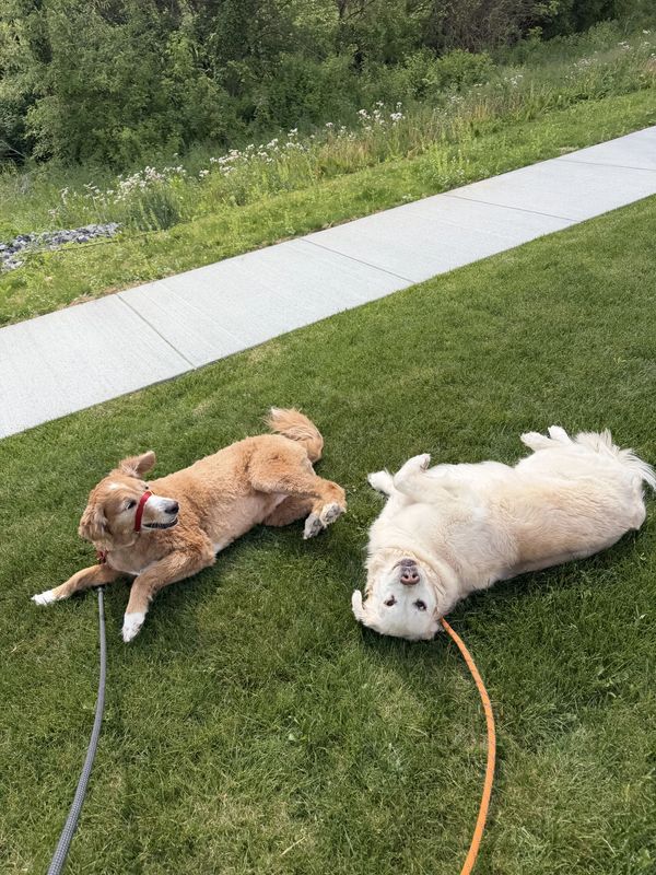 Koda and Bailey after their fresh cuts!