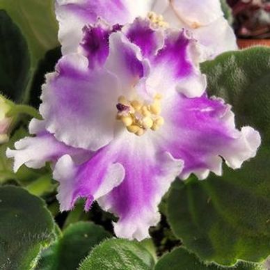 African Violet Harmony
