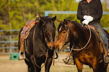 Teddy + Bo
Both geldings
(Wasko Doug Lockett X Hawkeyes Tara)