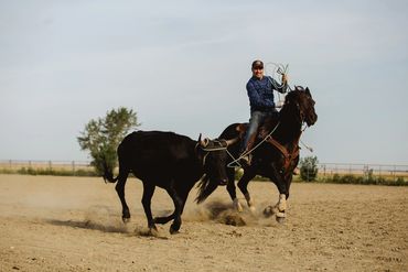 Teddy roping steers