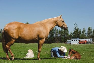 Palomino quarter horse mare
Smooth Movin Cowgirl