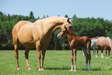 Palomino quarter horse mare
Smooth Movin Cowgirl