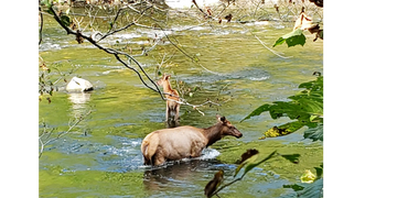 nature along the Appalachian Trail