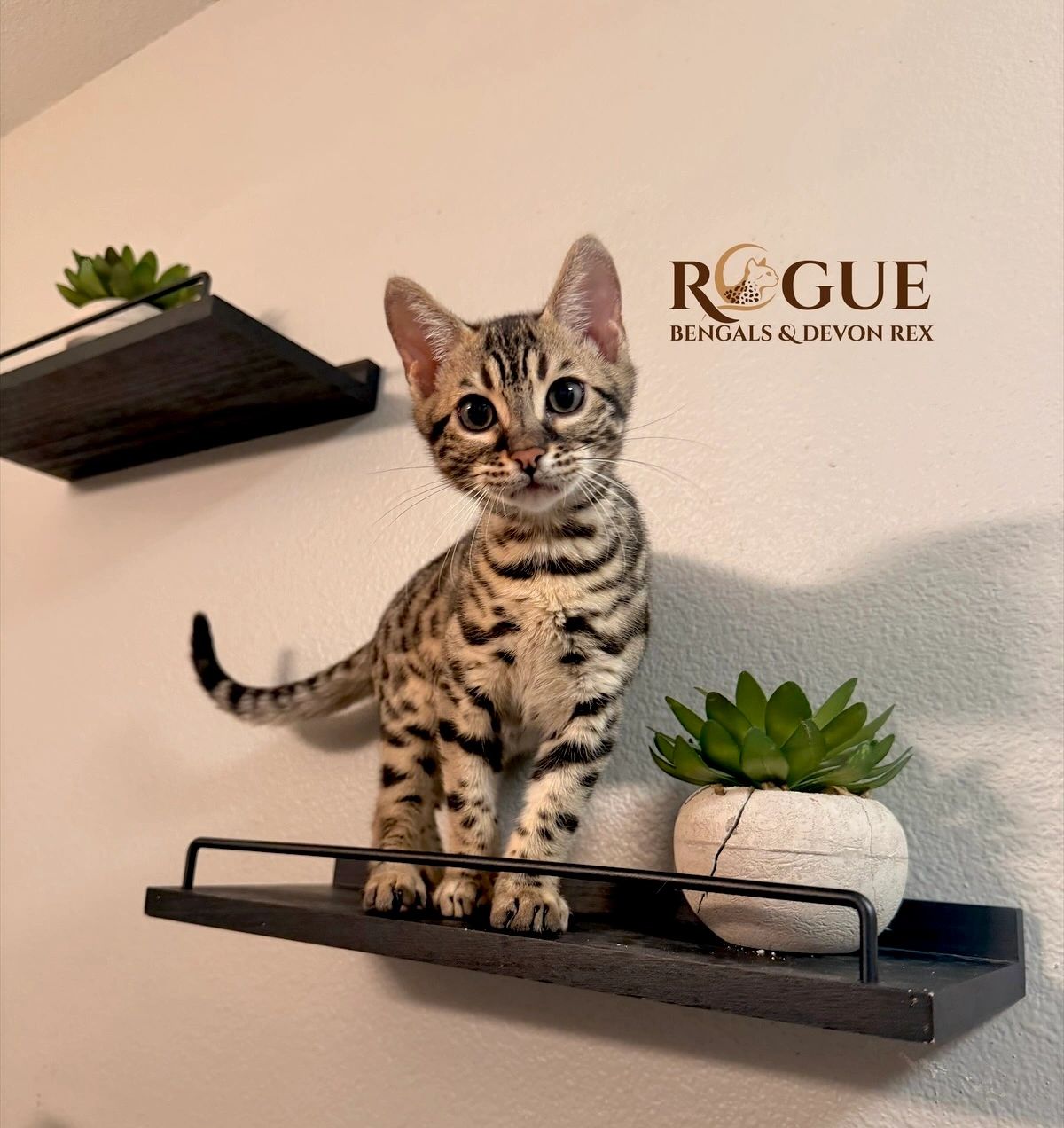 A Bengal kitten on a wall shelf next to a succulent.
