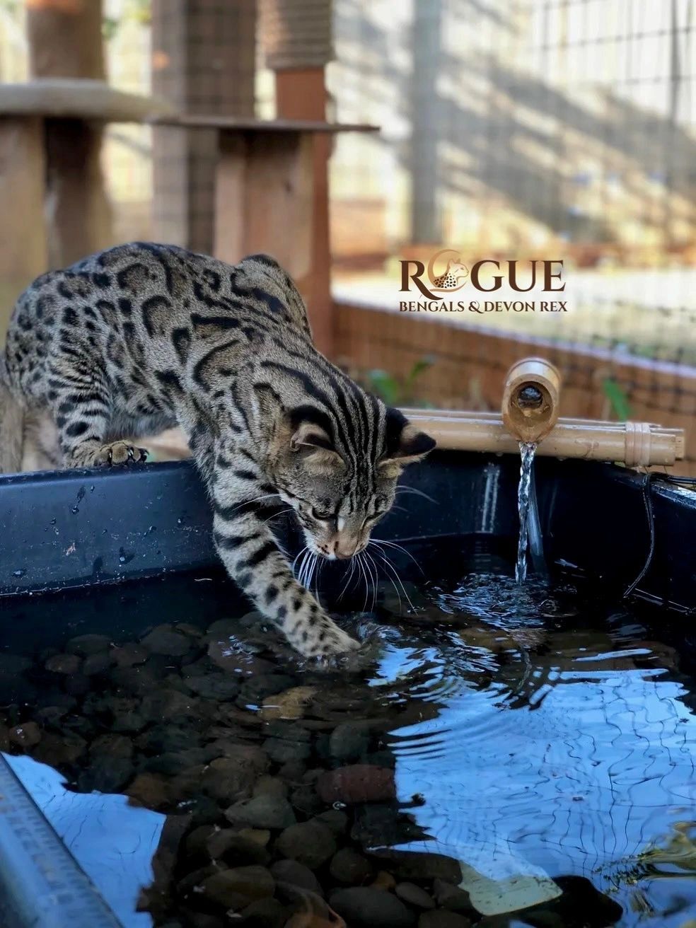 A Bengal cat playing with water in a small pool.