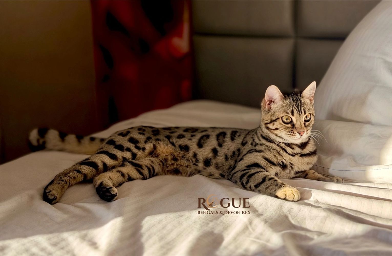 Bengal cat relaxing on a white bed at Rogue Bengals in Southern Oregon