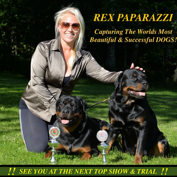 Rex Paparazzi seen with two Rottweilers, out in the wild. 