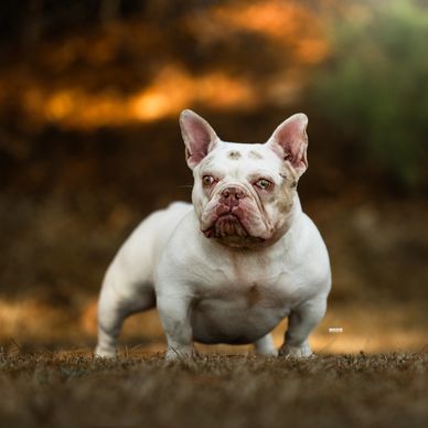 Ice Spice is our stunning white female off of our BTCK BILL GATES x BTCK’S CHOCOLATE GODIVA litter.