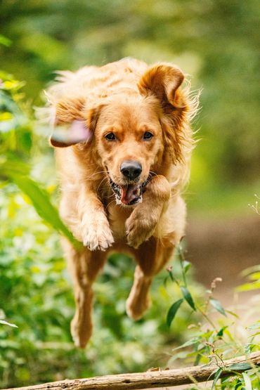 Golden retriever joyfully leaping through a lush green forest.