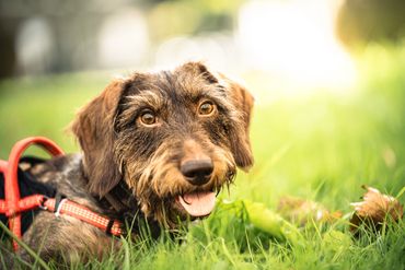 Happy brown dog lying on grass with a red harness.