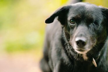 A one-eyed black dog looking at the camera outdoors.