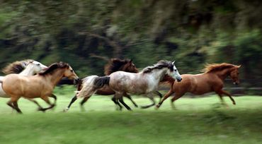 Color photograph of horses running freely across a grassy field.