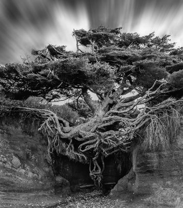 Black and white fine-art photograph of a windswept tree growing from rocky terrain.
