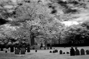 Black and white photograph of a large tree with spreading branches in a historic cemetery.