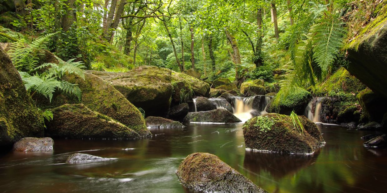 Serene forest stream with mossy rocks and lush greenery.