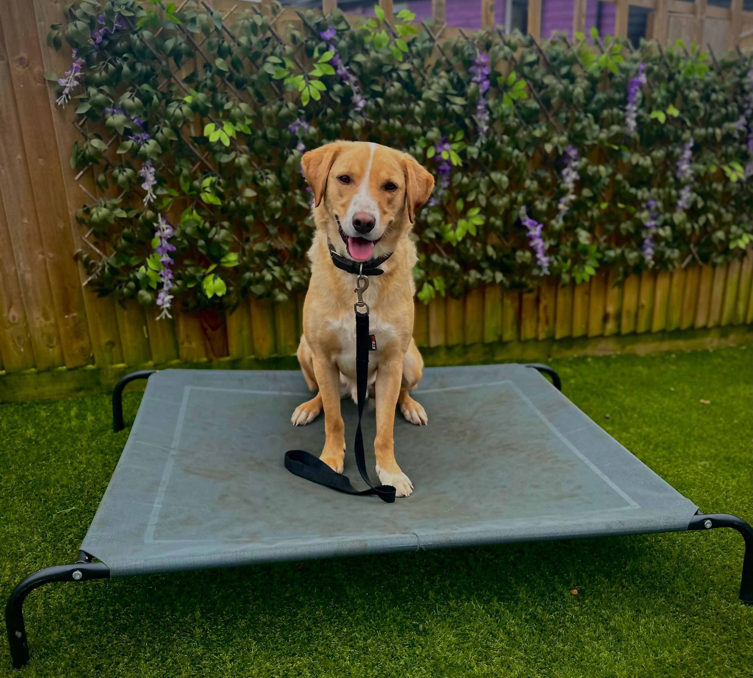 Happy dog sitting on a raised outdoor bed.