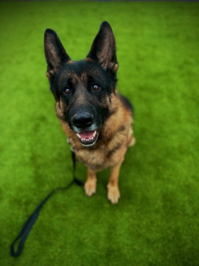 Close-up of a happy German Shepherd on grass.
