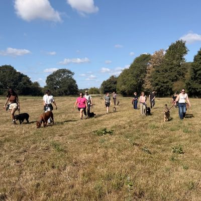 Group walking dogs in a field under blue sky.