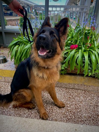 Happy German Shepherd dog on leash near flowers.