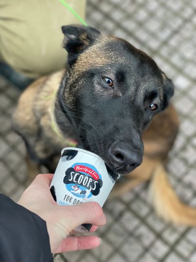 A dog licking a scoop of dog-friendly ice cream.