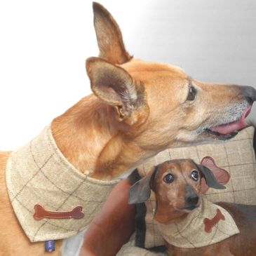 Lurcher and Dachshund inTweed dog bandanas
