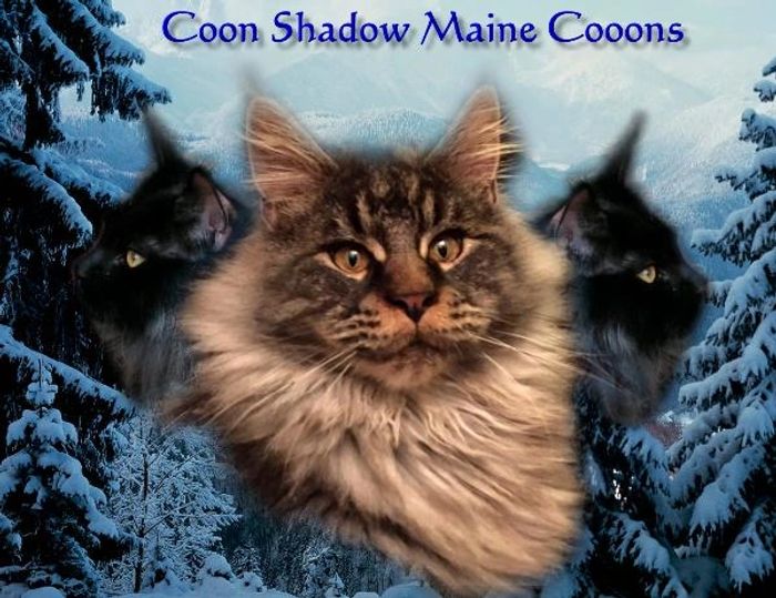 CFA registered Maine Coon kittens in Vincennes