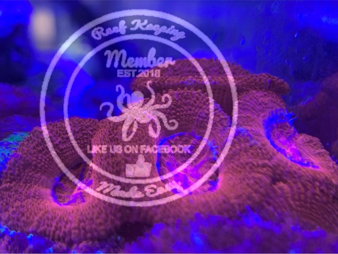 Coral and Reef Keeping Made Easy logo