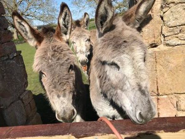 Close up shot of some donkeys at a farm