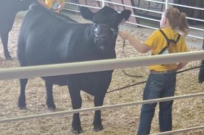 Kasie
Heifer
Gelbvieh Regional Show Phillipsburg, KS