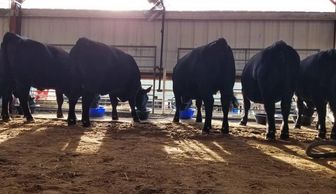 Gelbvieh Regional Show
Phillipsburg