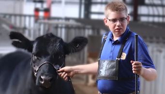 Balancer cattle show
Balancer pair
Heifers
Gelbvieh Regional Show Phillipsburg, KS