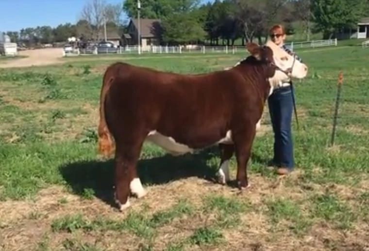 JC Cattle Company
Show Steers
Heifers for Sale
