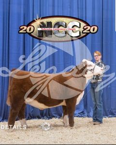 Reserve Champion Hereford Steer
Nebraska Cattlemen's Classic Jr Show
Claira Morgan
JC Cattle Company