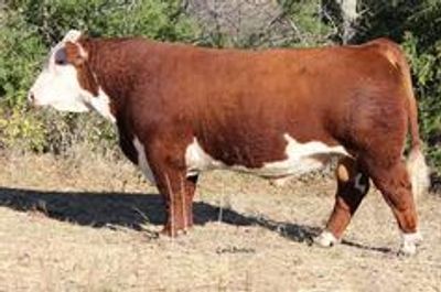 Hereford Sires
Hereford Bulls