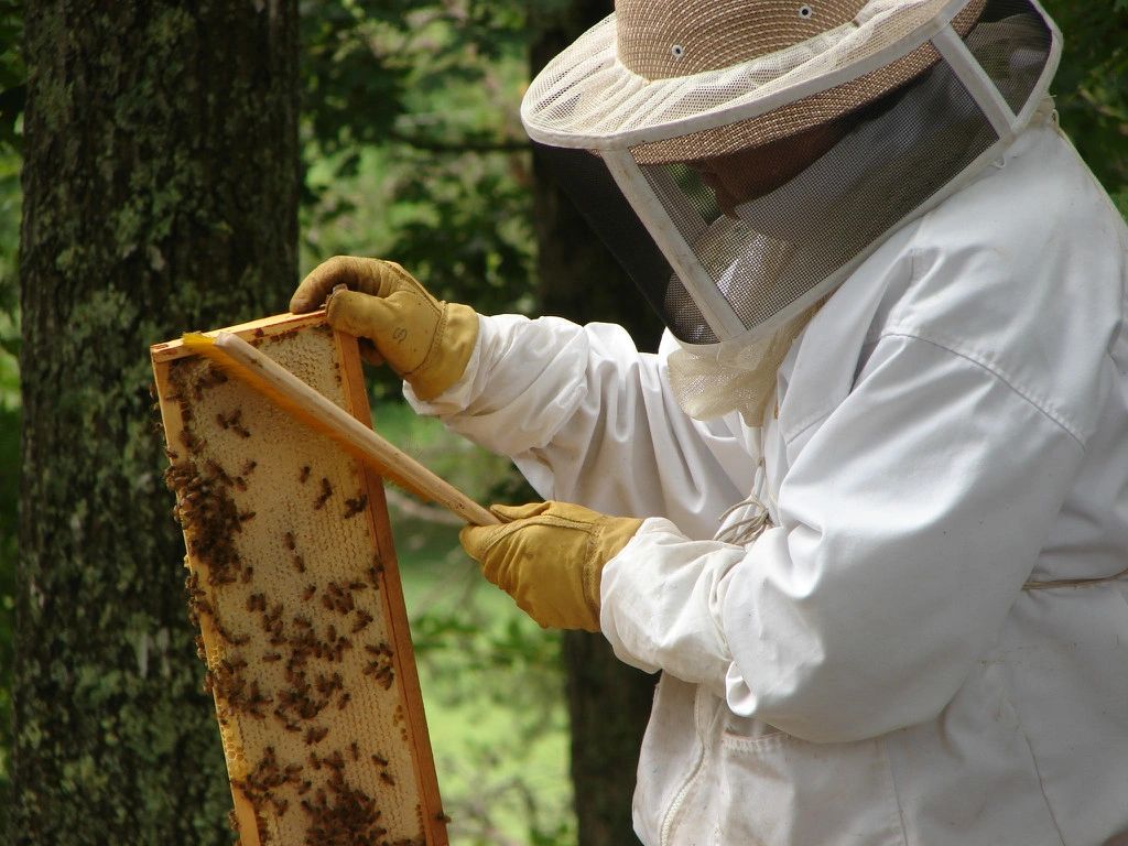 Brushing bees from a honey frame - Birdsong Farm Apiary