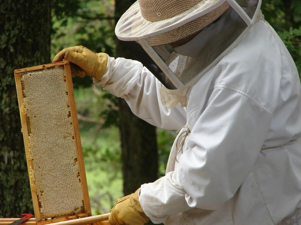 chemical free honey production - Birdsong Farm