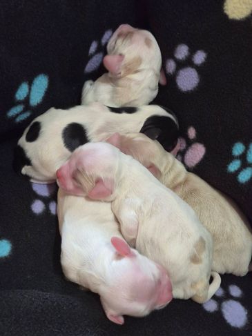 Newborn puppies cuddled together on a paw-print blanket.