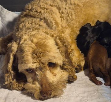 A tired dog lying beside her puppies.
