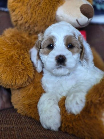 Cute puppy cuddling a teddy bear.